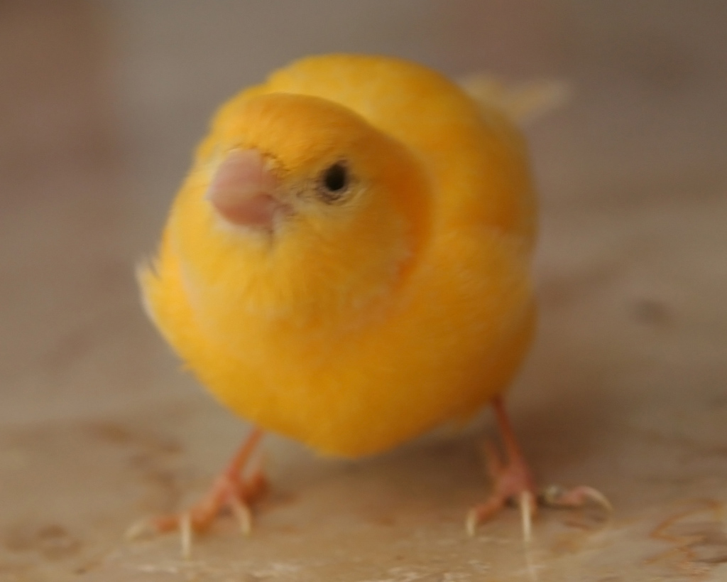 ritratto di un canarino!!!