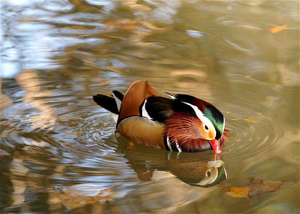 mandarina allo specchio