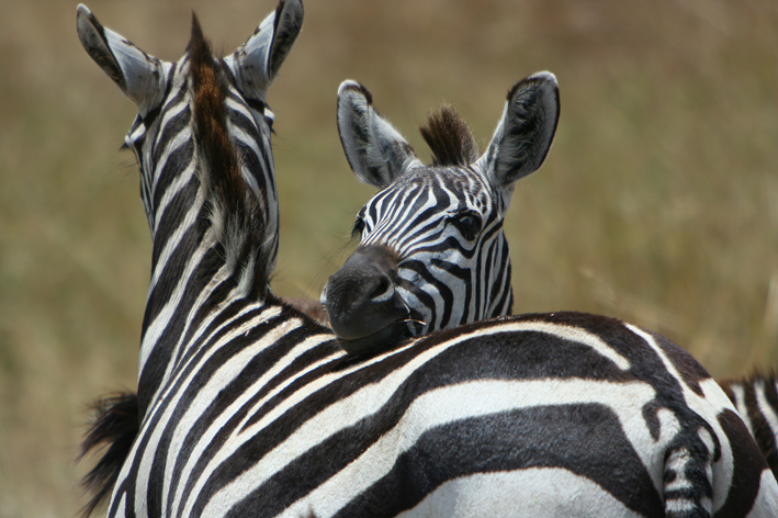 Mamma, sono stanco..