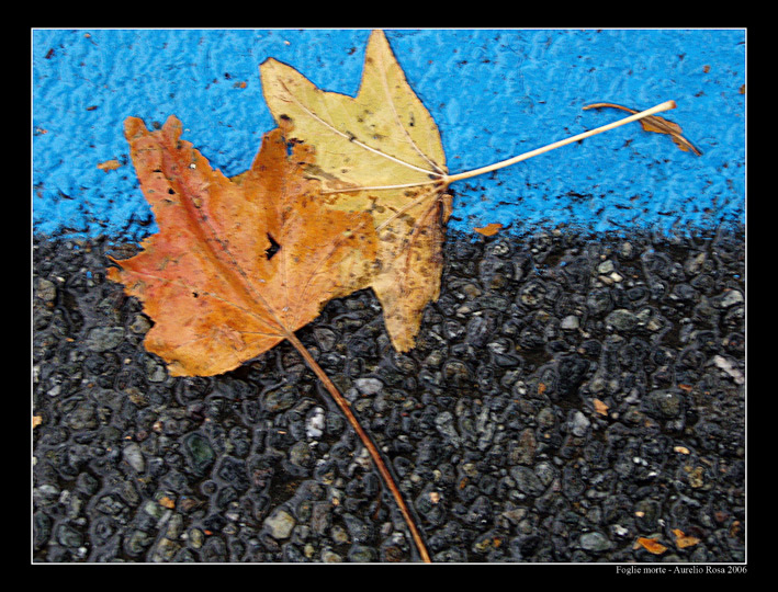 foglie morte