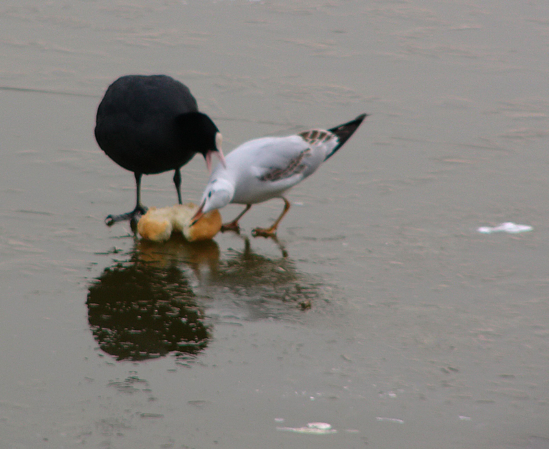 foto 16 del foto-fumetto COLAZIONE SUL GHIACCIO