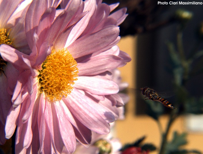 Lulu e il Piatto esagerato