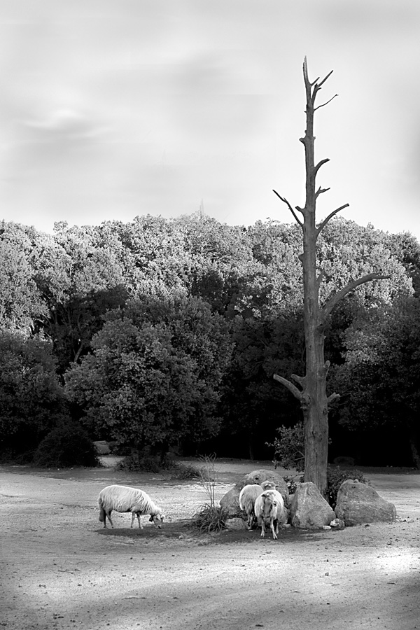 pecore e vecchio albero