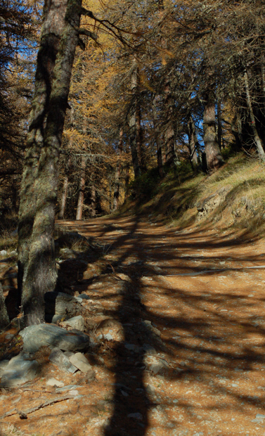 vieni c'� una strada nel bosco