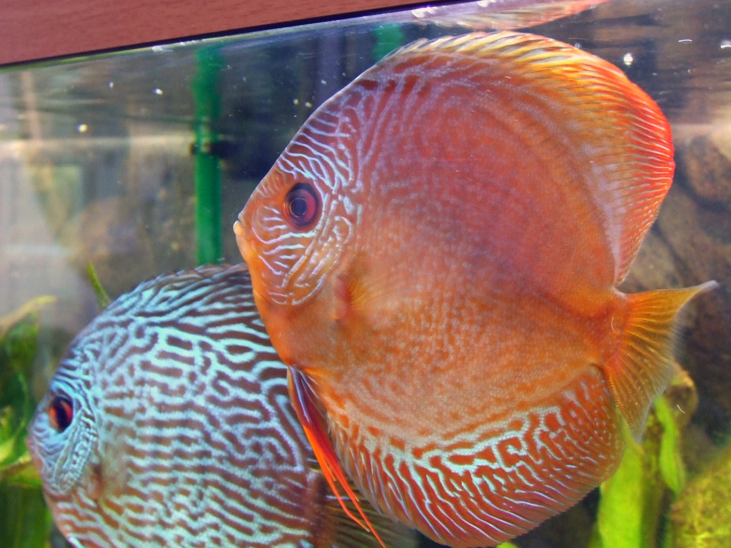 Discus