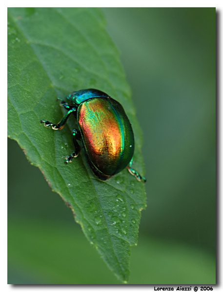 coleottero cangiante