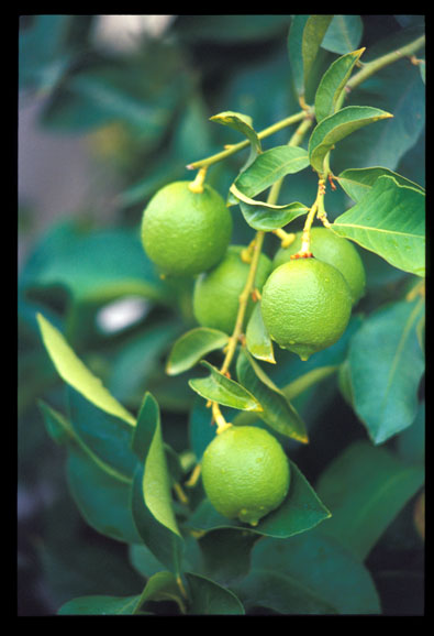 limoni