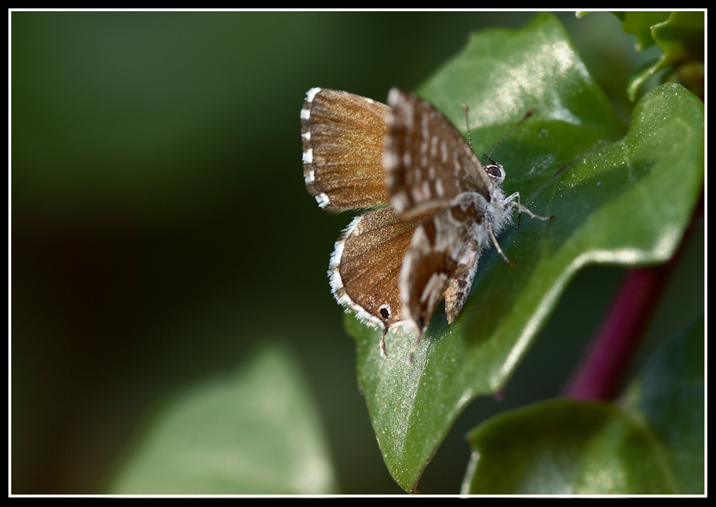 vengono tutte nel mio giardino.!