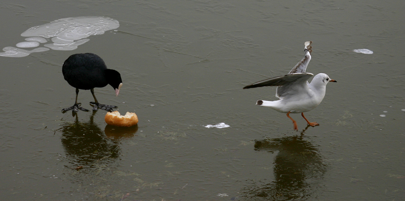 foto 17 - fotofumetto colazione sul ghiaccio