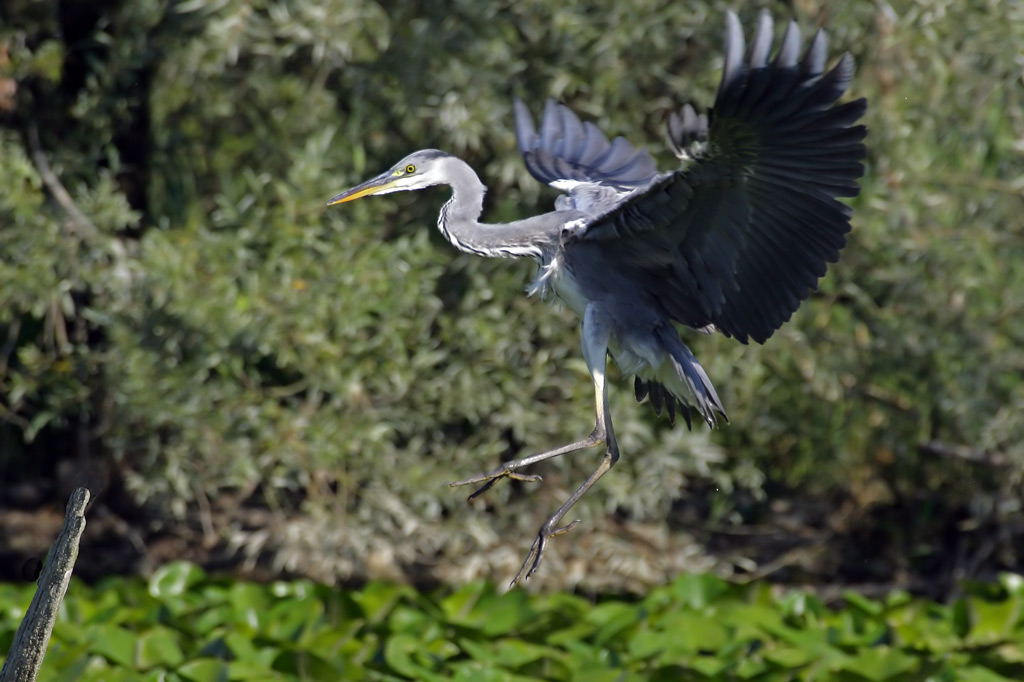 Airone Cenerino ... Atterraggio ...