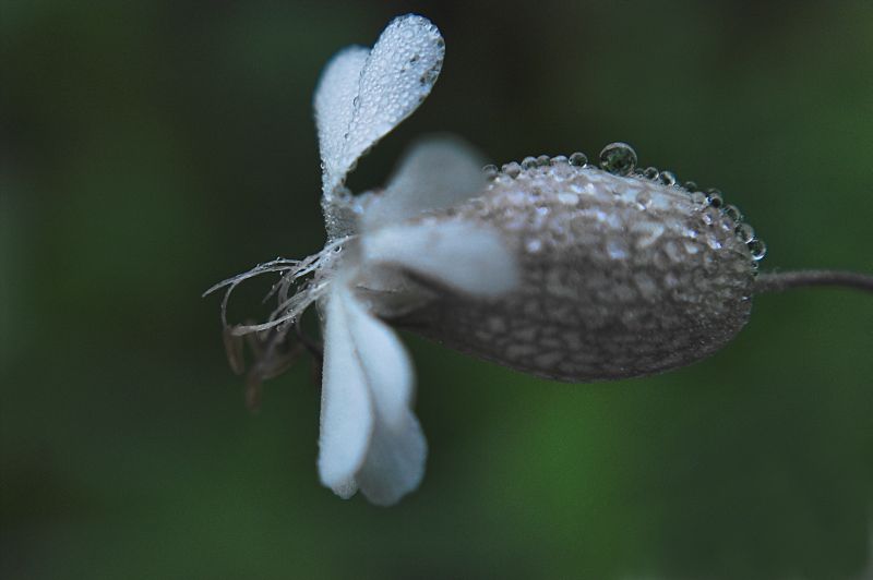 �oO�brina�OoO�