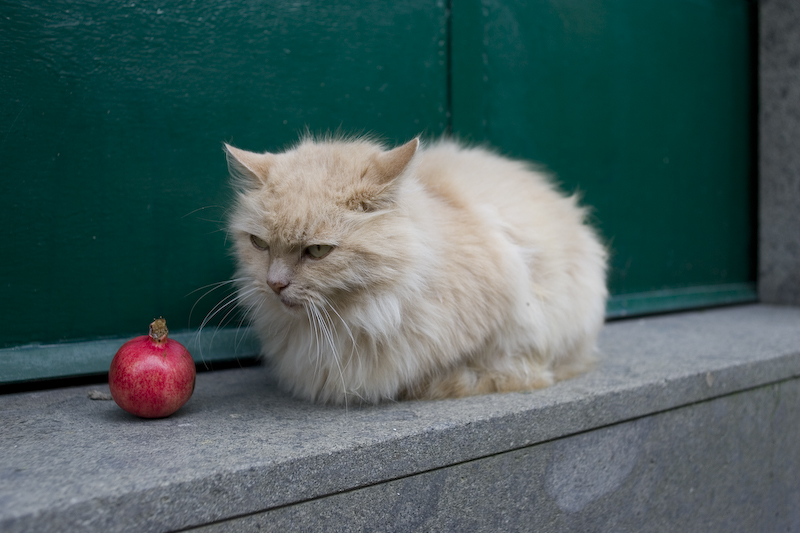 Gatto e melograno