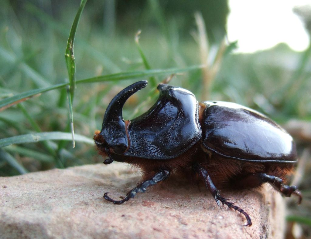 Scarabeo rinoceronte 3
