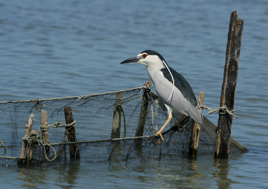 Nitticora... a pesca !