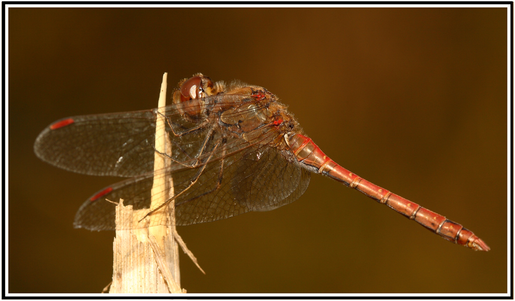 libellula "novembrina"