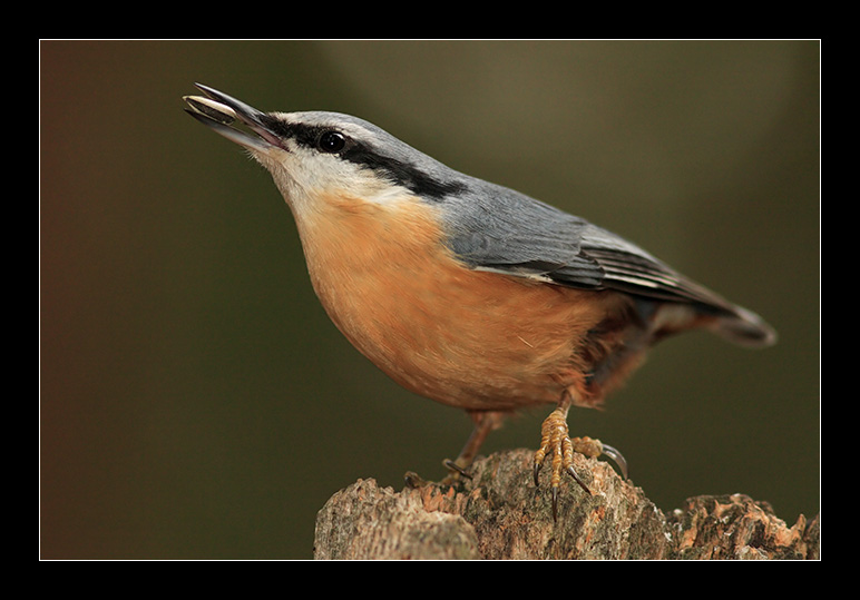 Picchio picchiarello