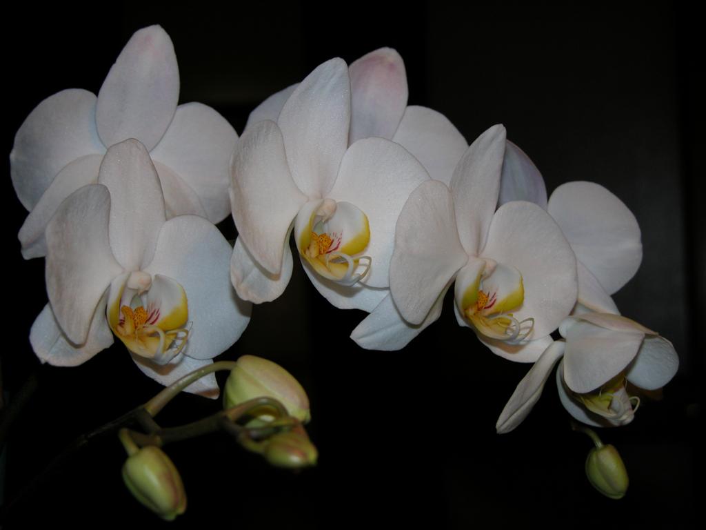 Phalenopsis
