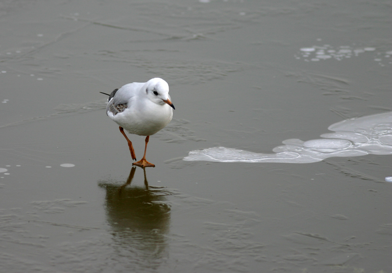 foto 18 colazione sul ghiaccio
