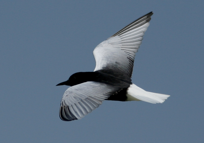 Mignattino alibianche