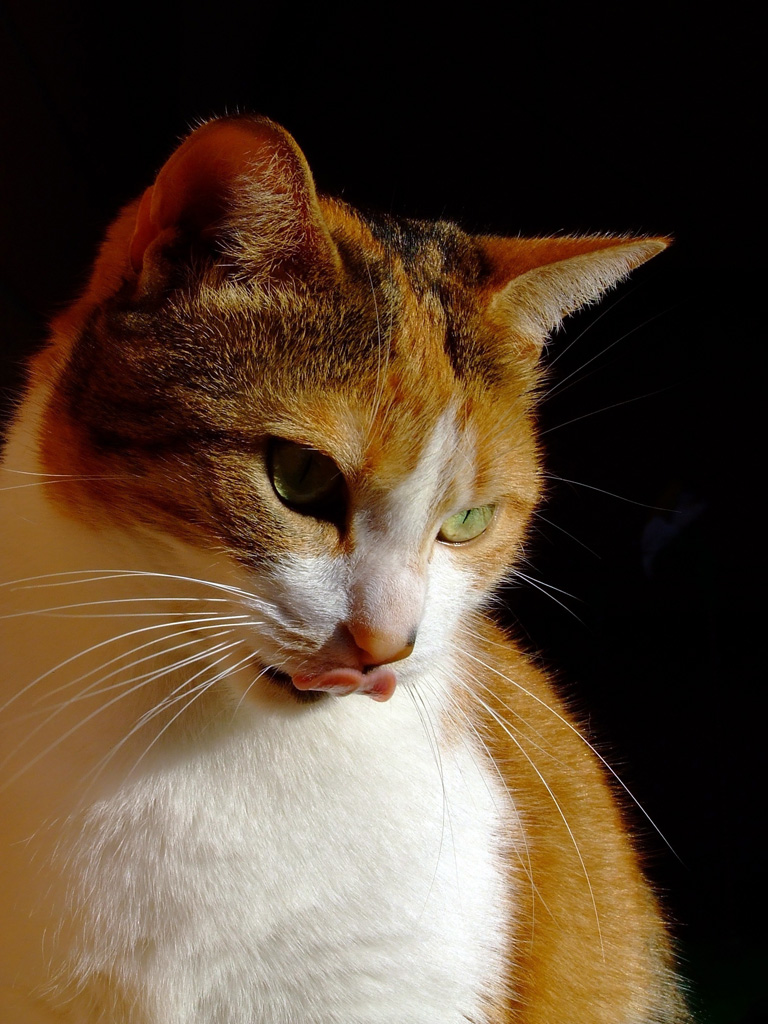 Ancora la mia micia...