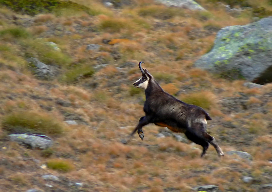 Camoscio in corsa