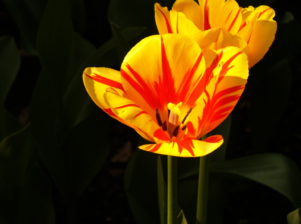 tulip