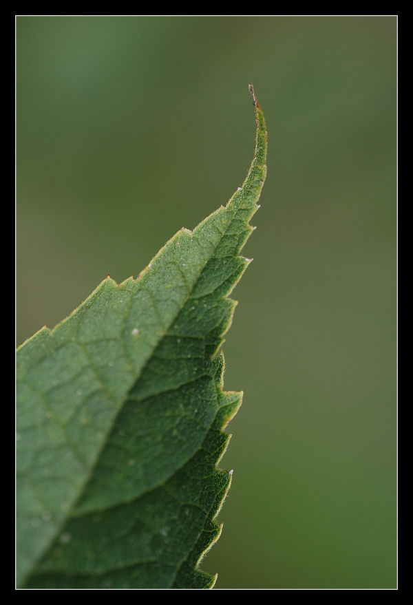 semplicemente una foglia