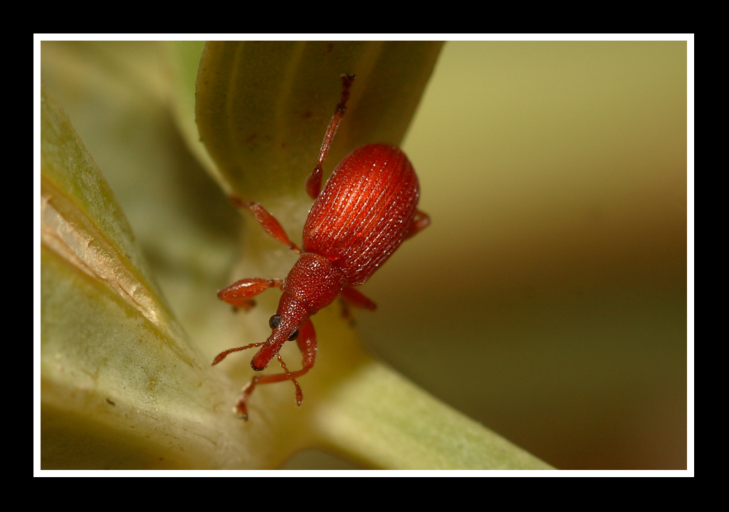 curculionide rosso