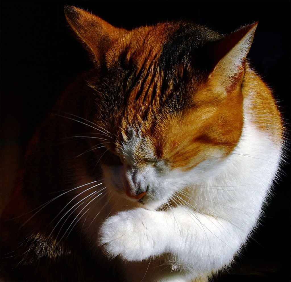 Ridendo sotto i baffi...