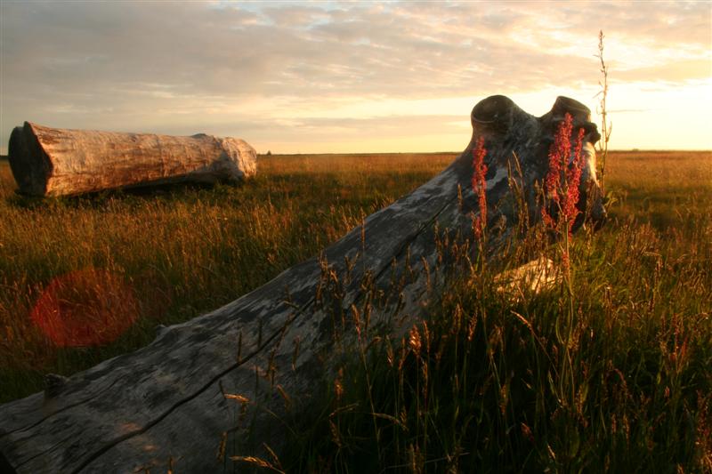 anche loro osservano