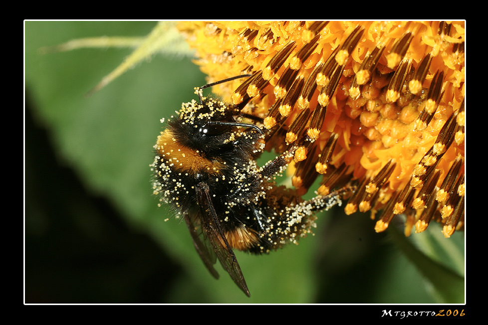 immerso nel polline...