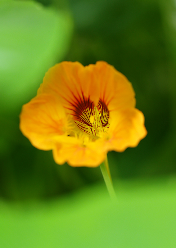 nasturzio a pdc ridotta