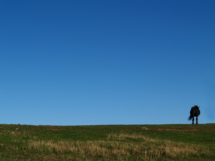 cavallo in controluce 2