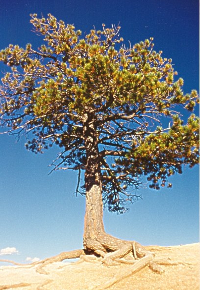 USA National Parks 02