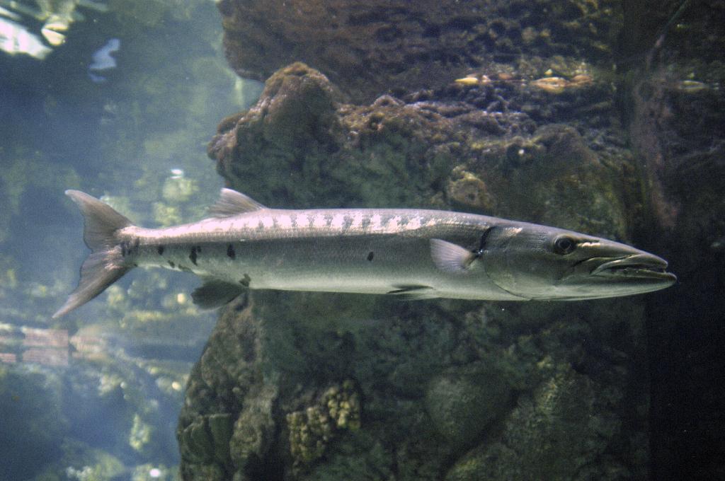 Barracuda