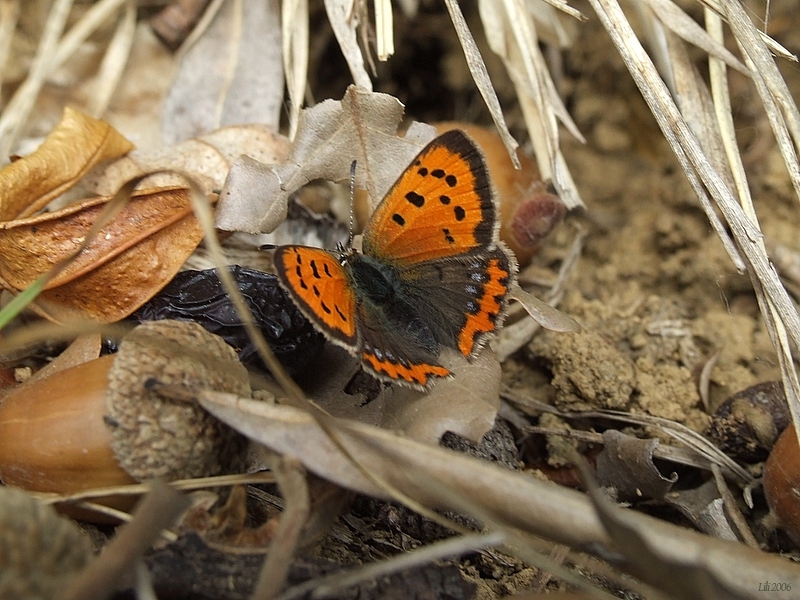 Composizione Autunnale