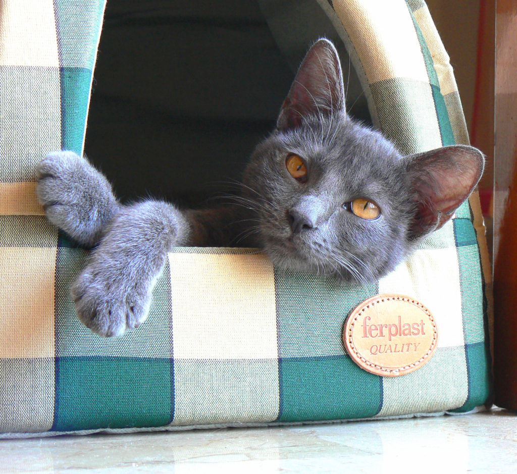 Mai sentito parlare di privacy?