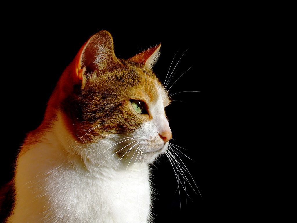 Riflessioni di micia..