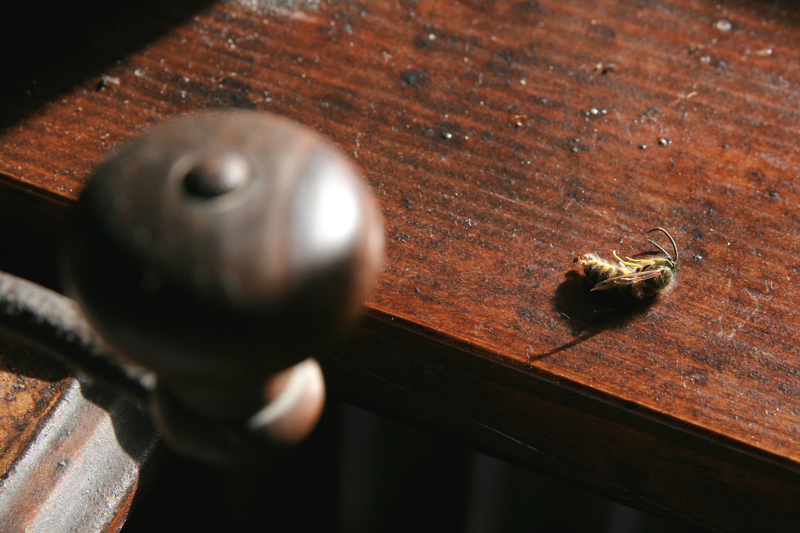 La morte dell' ape...