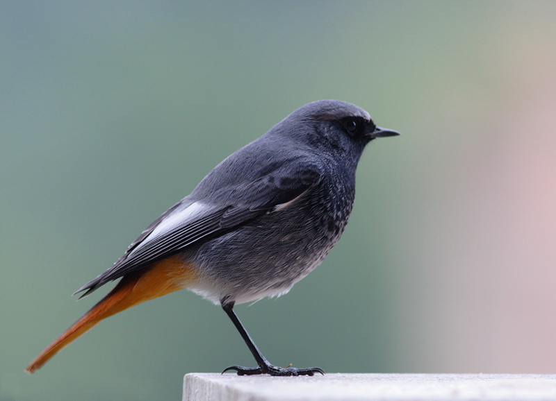 Phoenicurus Ochruros