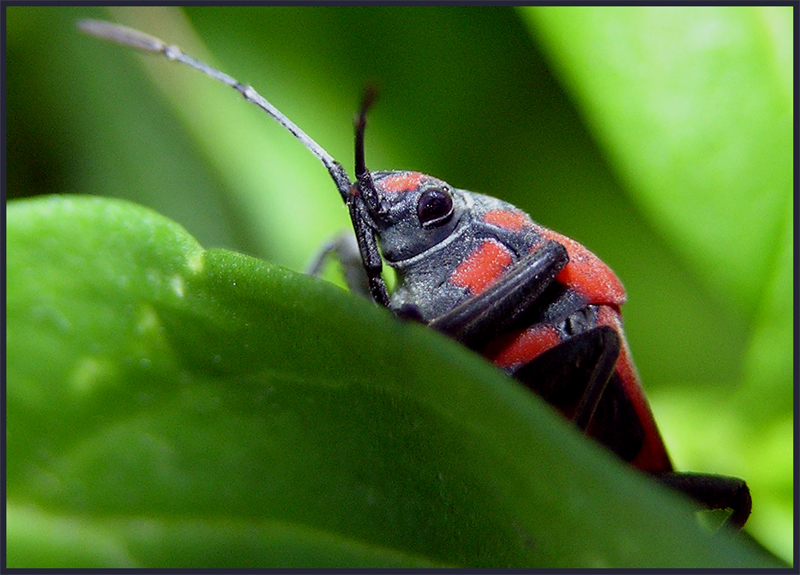 Cimice rossonera (Pyrrhocoris apterus)