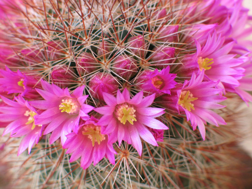 Piccola pianta grassa