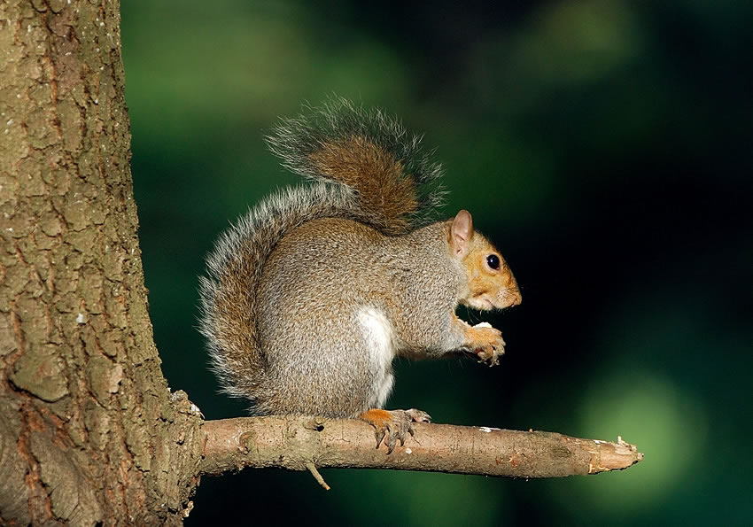 scoiattolo
