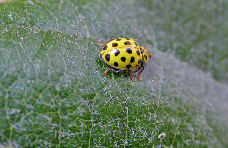 thea vigintiduopunctata