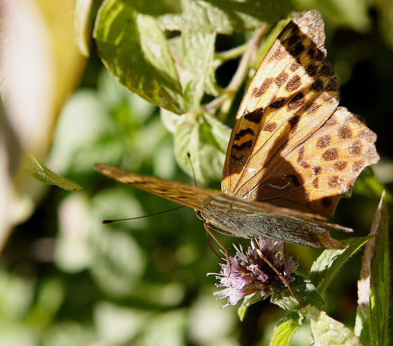 � il mio lato migliore?