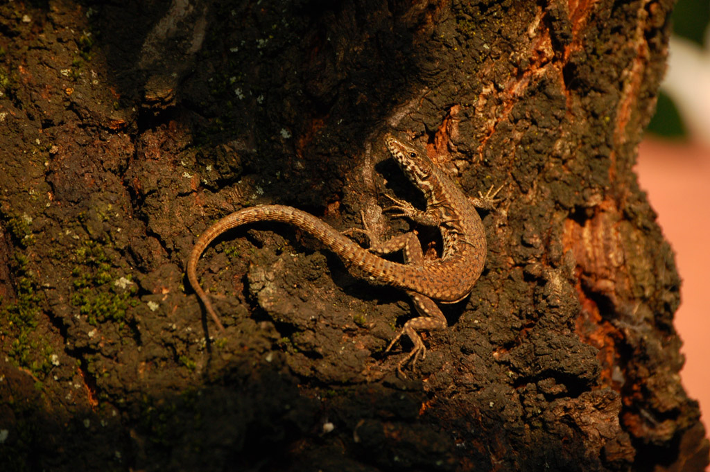 lucertola al sole