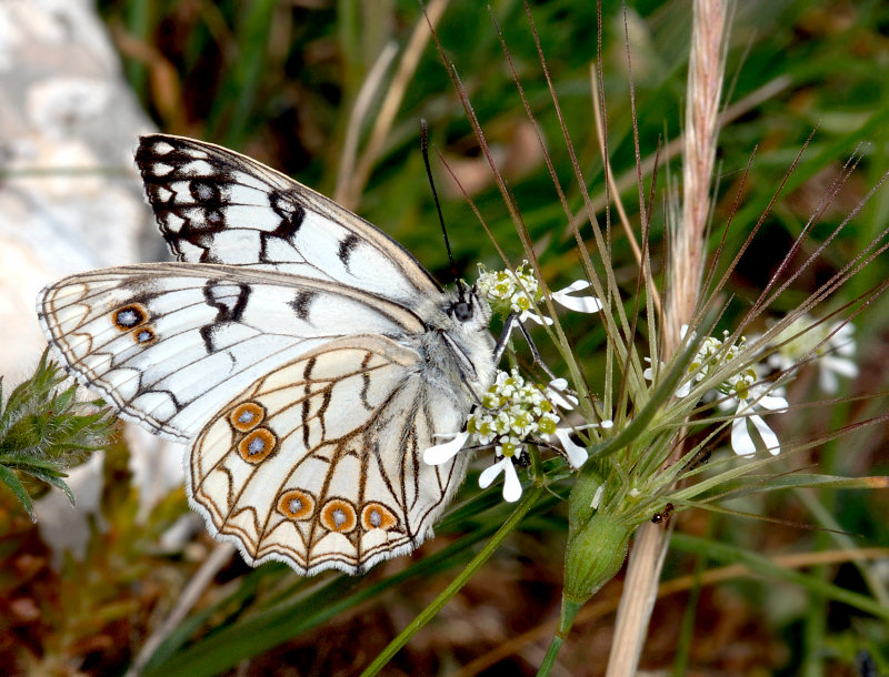 Melanargia arge