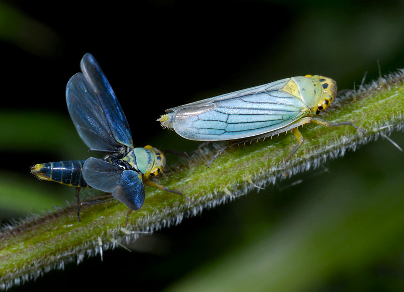 Corteggiamento di sputacchine (Cicadella viridis)