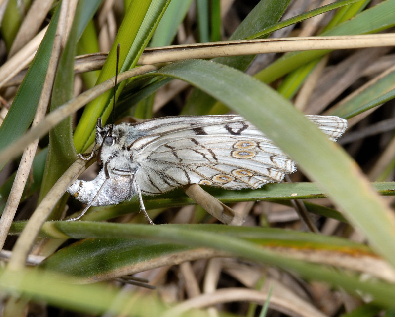 Deposizione uova (Melanargia arge)