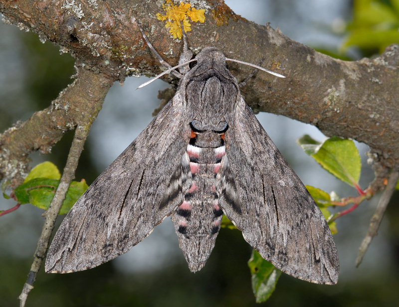 Femmina di Agrius convolvuli